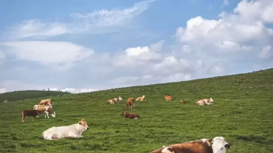 Optical Illusion: Is there a Dog or Only Cows?