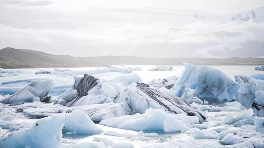 Optical Illusion: We Dare You To Discover The Polar Bear Cub In This Image In Less Than 13 Seconds