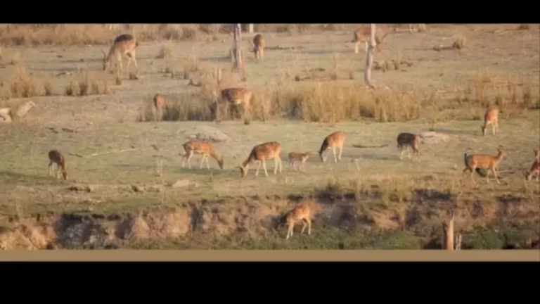 Peacock Search Optical Illusion: Among These Deers, Spot The Peacock In Less Than 16 Seconds