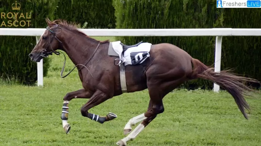 What Happened to Canute in Race Horse at Royal Ascot? How Did Canute Race Horse Die?