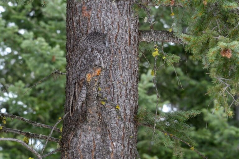 Can’t imagine what kind of creature the photographer spotted fits the tree perfectly?