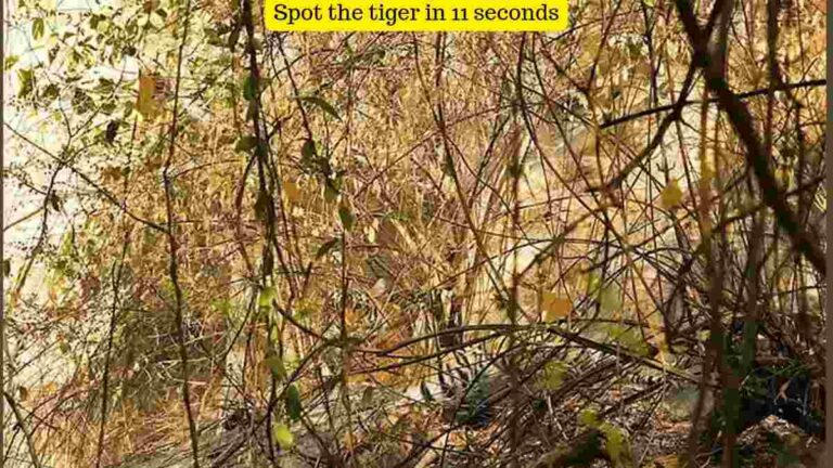 In this optical illusion, a tiger is hiding in the bushes. Can you spot it within 11 seconds?