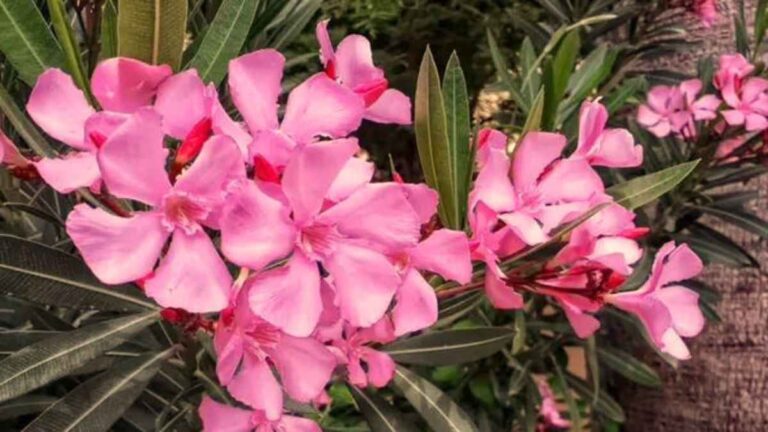 No more oleander flower offerings in temples of Kerala! What could be the reason?