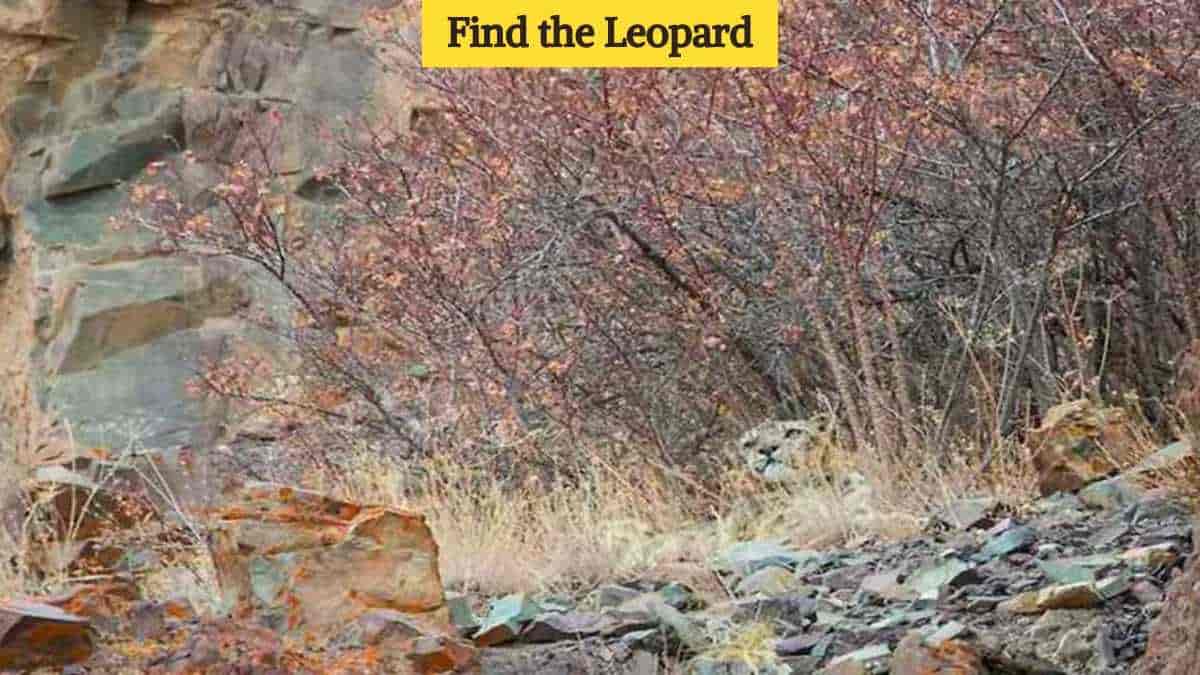 Optical Illusion Eye Test: Find the leopard in the picture in 3 seconds!