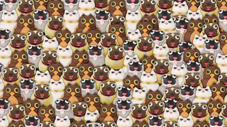 Optical Illusion IQ Test: Only 1% can spot Pandas lurking among cats, pugs and owls in 7 seconds!