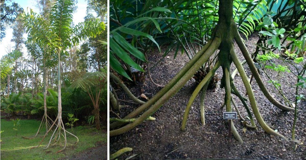 Tgees walking. Trees can walk up to 2 meters per year