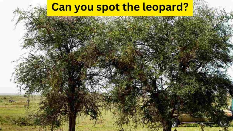 You have a keen eye if you can spot a cheetah in a meadow within 8 seconds!