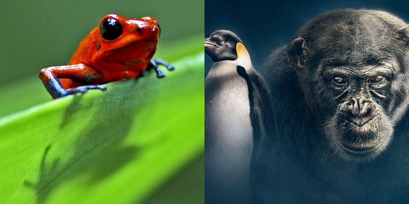 15 Best Nature Documentaries, Ranked