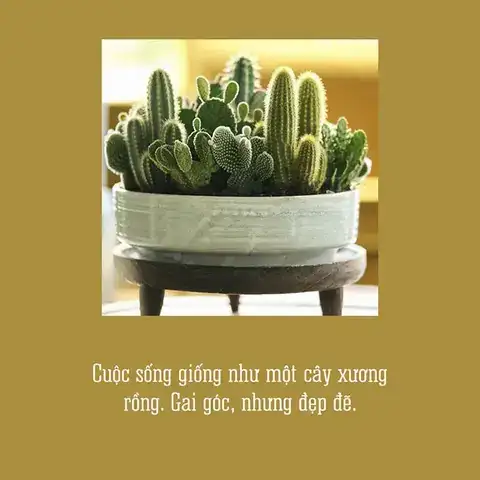 câu nói về cây xương rồng