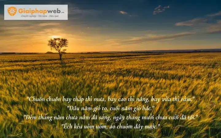 câu nói hay về cánh đồng lúa câu nói hay về cánh đồng lúa