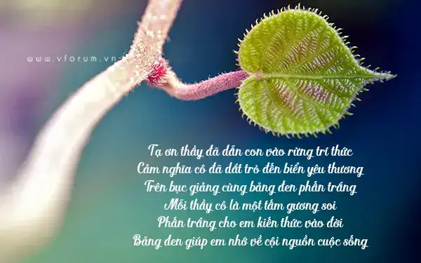 những câu nói cảm on thầy cô những câu nói cảm on thầy cô
