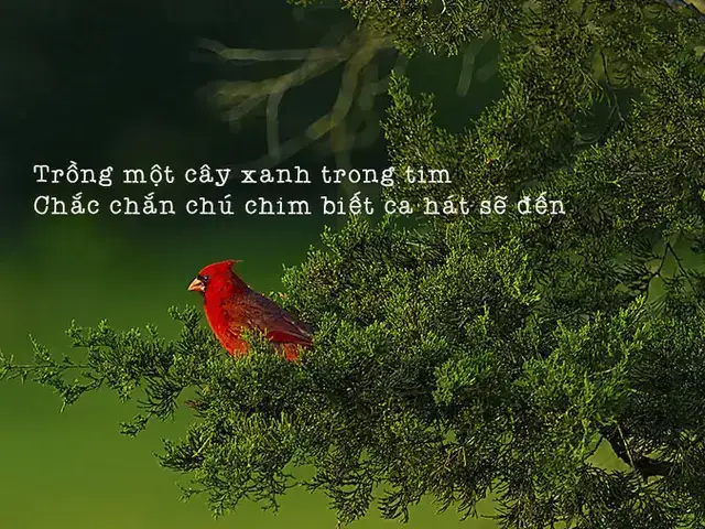 câu nói hay về cây xanh