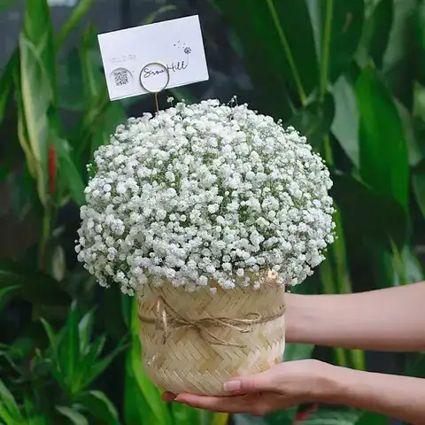 câu nói hay về hoa baby câu nói hay về hoa baby