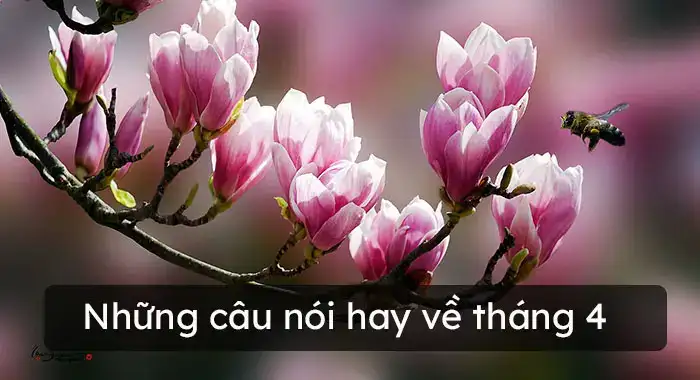 những câu nói hay về tháng 4 những câu nói hay về tháng 4