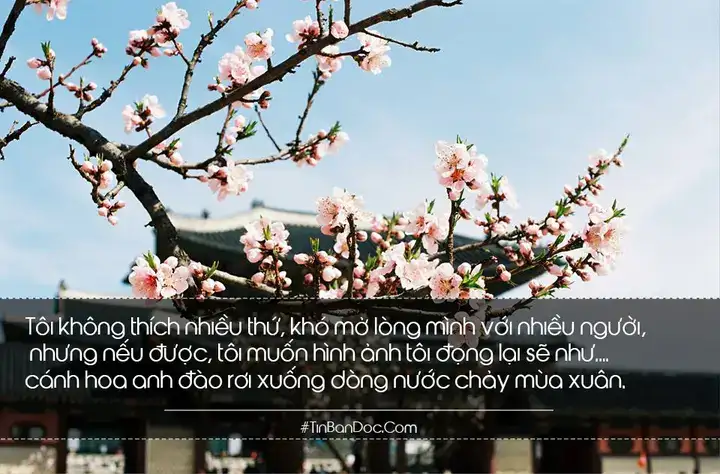 câu nói hay về quả cherry câu nói hay về quả cherry