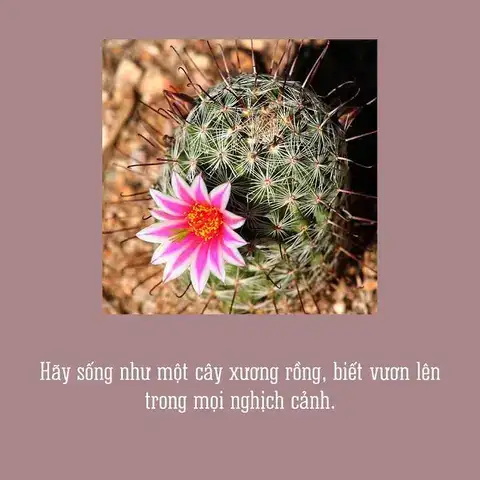câu nói hay về cây xương rồng
