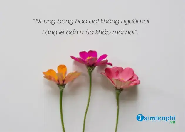 câu nói hay về hoa baby câu nói hay về hoa baby