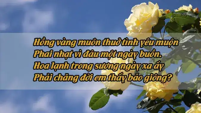 câu nói về hoa hồng vàng câu nói về hoa hồng vàng