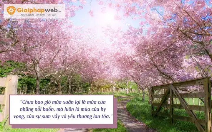 những câu nói buồn về mùa xuân những câu nói buồn về mùa xuân