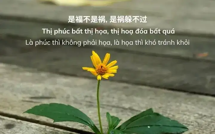 những câu nói chữ hán hay