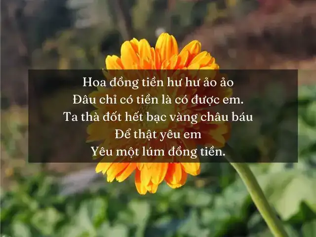 những câu nói hay về hoa đồng tiền