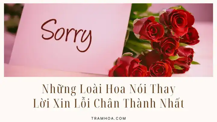 những câu nói xin lỗi chân thành nhất những câu nói xin lỗi chân thành nhất