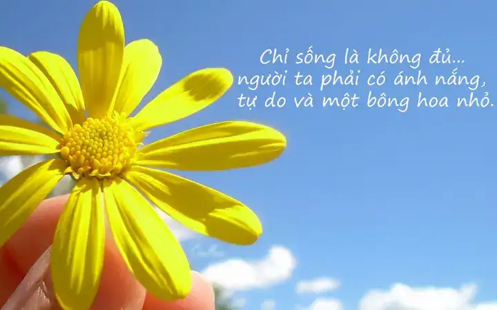 những câu nói về hoa phượng những câu nói về hoa phượng