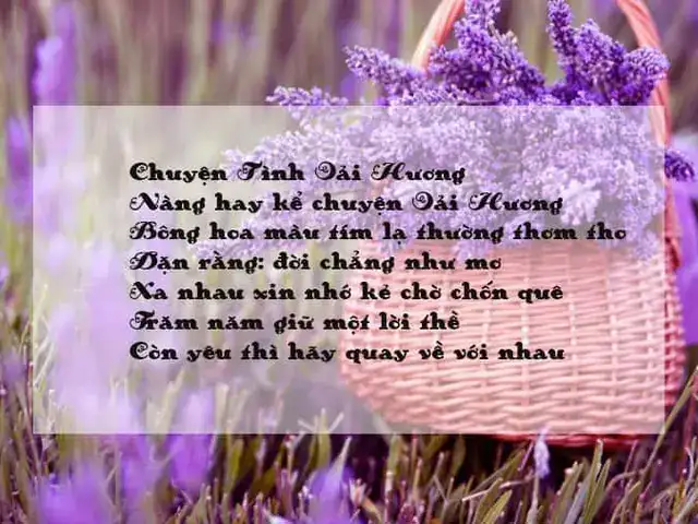 những câu nói hay về hoa oải hương