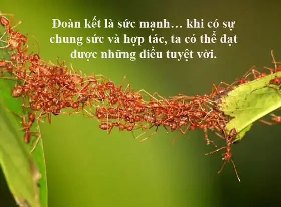 câu nói hay về tinh thần đoàn kết câu nói hay về tinh thần đoàn kết
