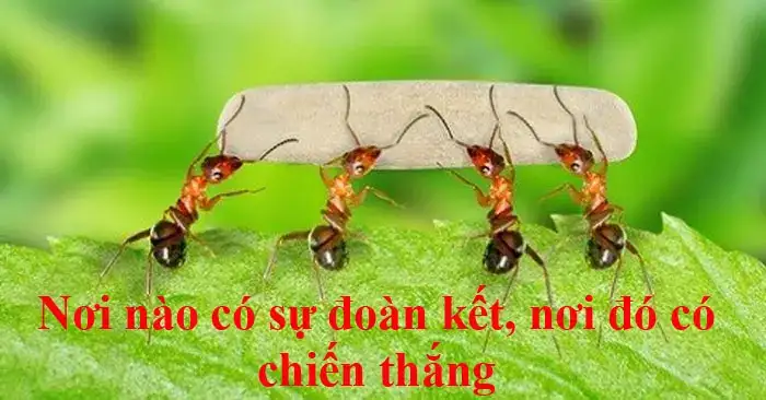 câu nói hay về tinh thần đoàn kết câu nói hay về tinh thần đoàn kết