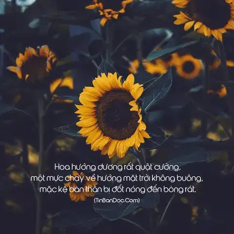 những câu nói về hoa hướng dương bằng tiếng anh
