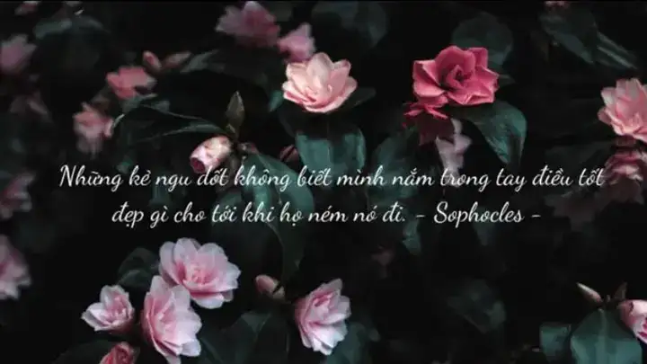 những câu nói hay về người dốt