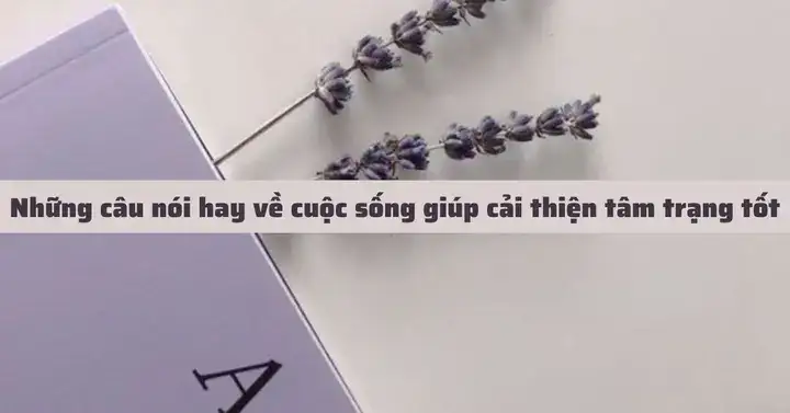 câu nói hay về lavender