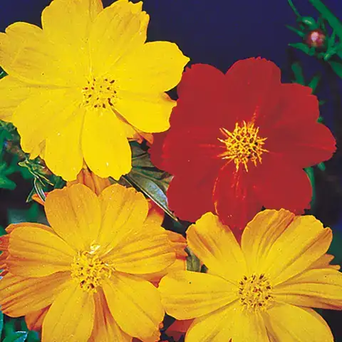 câu nói hay về hoa cánh bướm câu nói hay về hoa cánh bướm