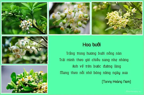 câu nói hay về hoa bưởi câu nói hay về hoa bưởi
