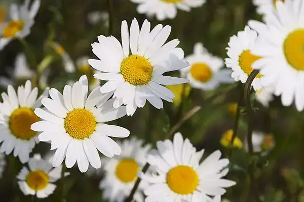 câu nói hay về hoa cúc dại