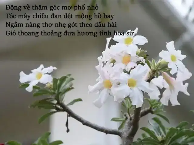 câu nói hay về hoa sứ