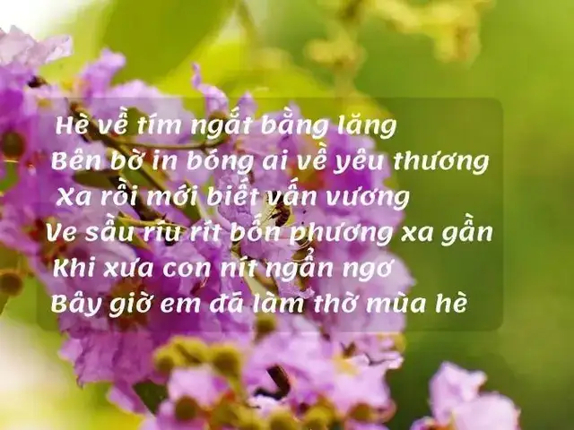 câu nói hay về hoa bằng lăng câu nói hay về hoa bằng lăng