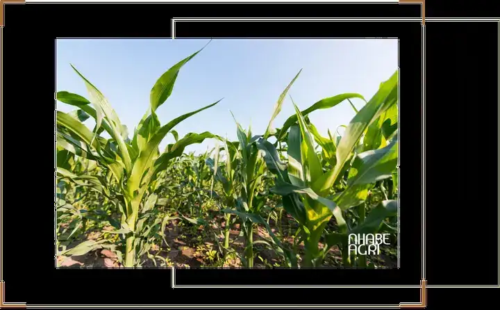 câu nói hay về bắp ngô câu nói hay về bắp ngô