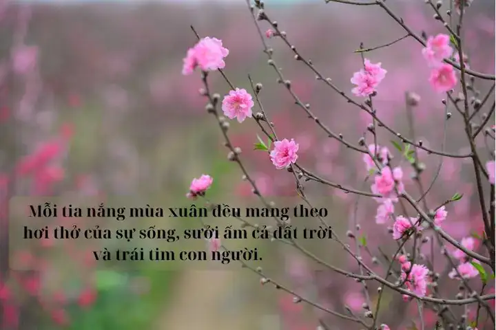 câu nói hay mùa xuân câu nói hay mùa xuân