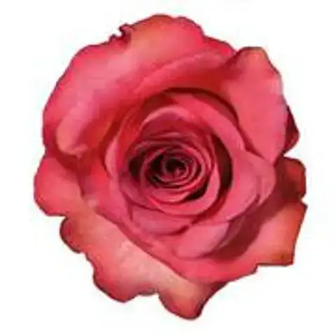 những câu nói sến nhất mọi thời đại