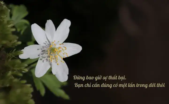 những câu nói hay về thái bình những câu nói hay về thái bình