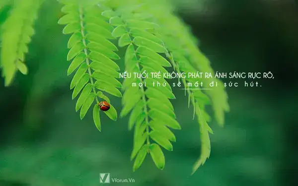 những câu nói hay về cây tre những câu nói hay về cây tre