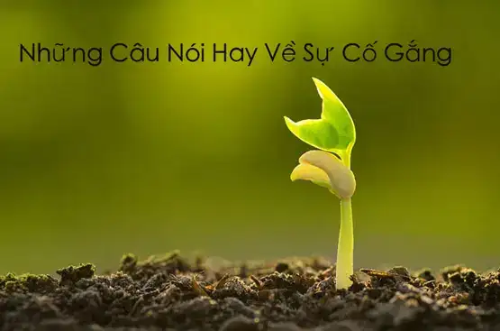 những câu nói hay về cây tre những câu nói hay về cây tre