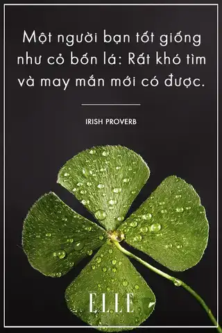câu nói hay về cỏ 4 lá câu nói hay về cỏ 4 lá