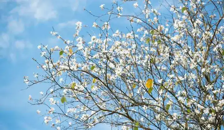 những câu nói hay về hoa ban những câu nói hay về hoa ban