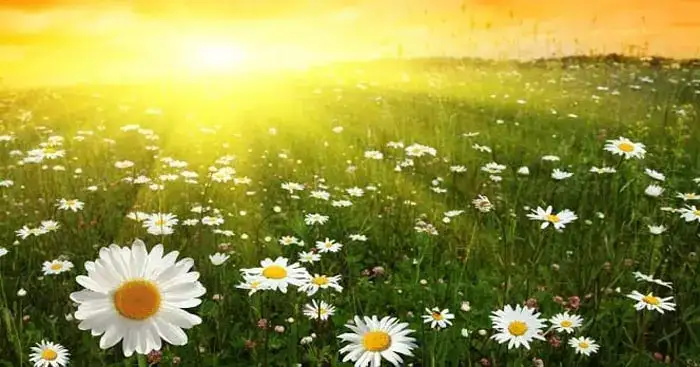 câu nói cảm ơn đời mỗi sớm mai thức dậy câu nói cảm ơn đời mỗi sớm mai thức dậy