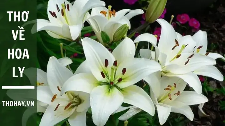 câu nói về hoa ly câu nói về hoa ly