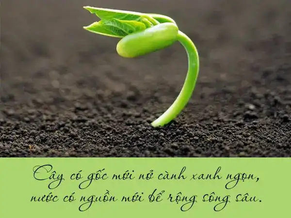 chứng minh câu nói ăn quả nhớ kẻ trồng cây chứng minh câu nói ăn quả nhớ kẻ trồng cây