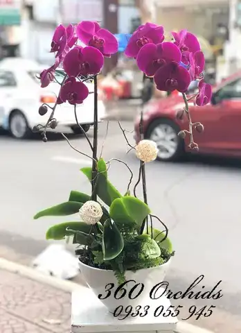 câu nói hay về hoa lan hồ điệp câu nói hay về hoa lan hồ điệp